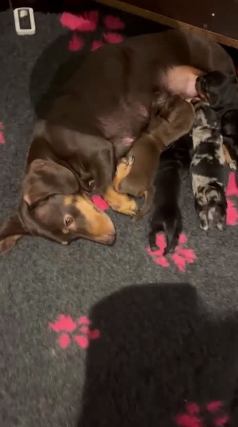 Teckel (korthaar)  honden te koop: Dwerg Teckel pups 2-1 geboren NOG 2 BESCHRIKBAAR - Video 1