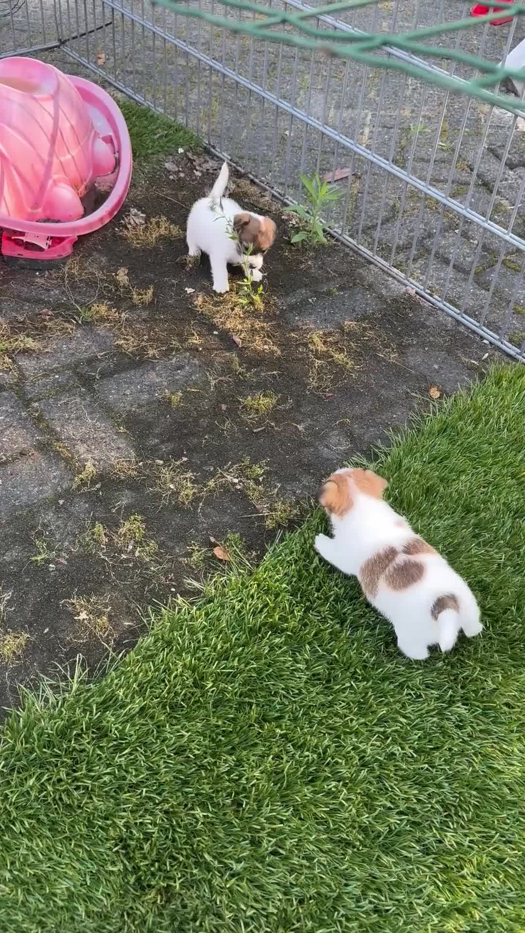 Jack Russel Terriër honden te koop: Jack Russel pups te koop met stamboom - Video 5