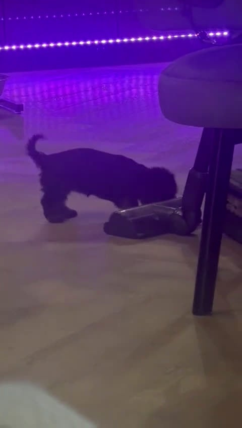 Havanezer honden te koop: Havanezer teefje - Video 2