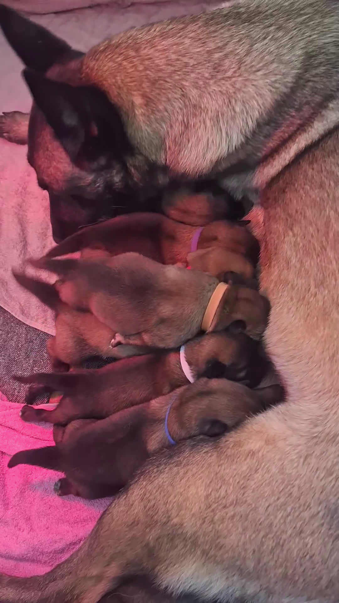 Mechelse Herder honden te koop: FCI pups uit goede combinatie. - Video 4