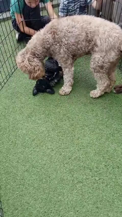 Australian Labradoodle honden te koop: Puppy's op zoek naar baasje - Video 2