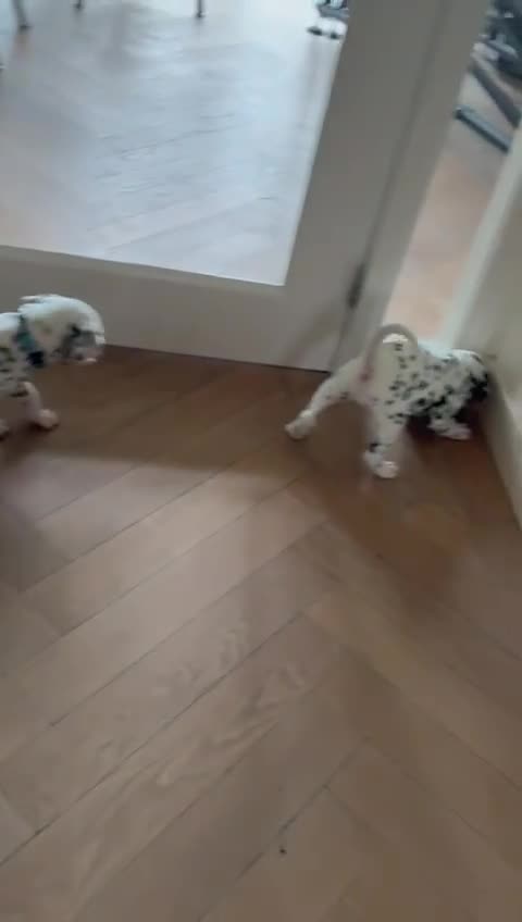 Dalmatiër honden te koop: 🐾 Laatste kans – Dalmatiër pup beschikbaar! 🐾 - Video 1