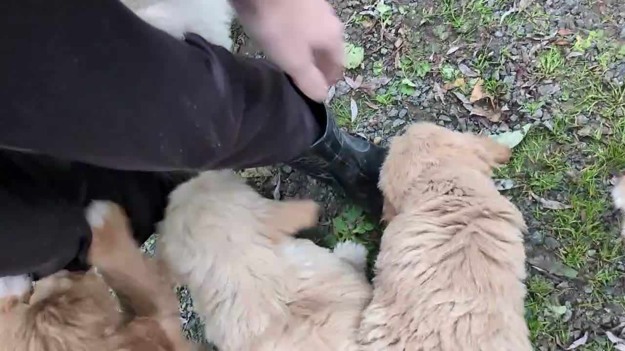 Goldendoodle honden te koop: Golden doodle pups  - Video 1