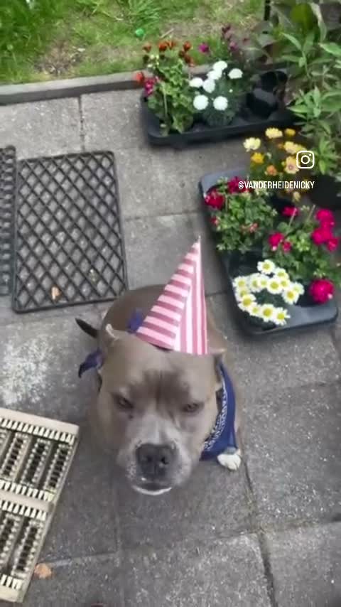 Kruising honden te koop: Tri-Colored ‘Amerikaanse Stafford’ teefje - Video 4