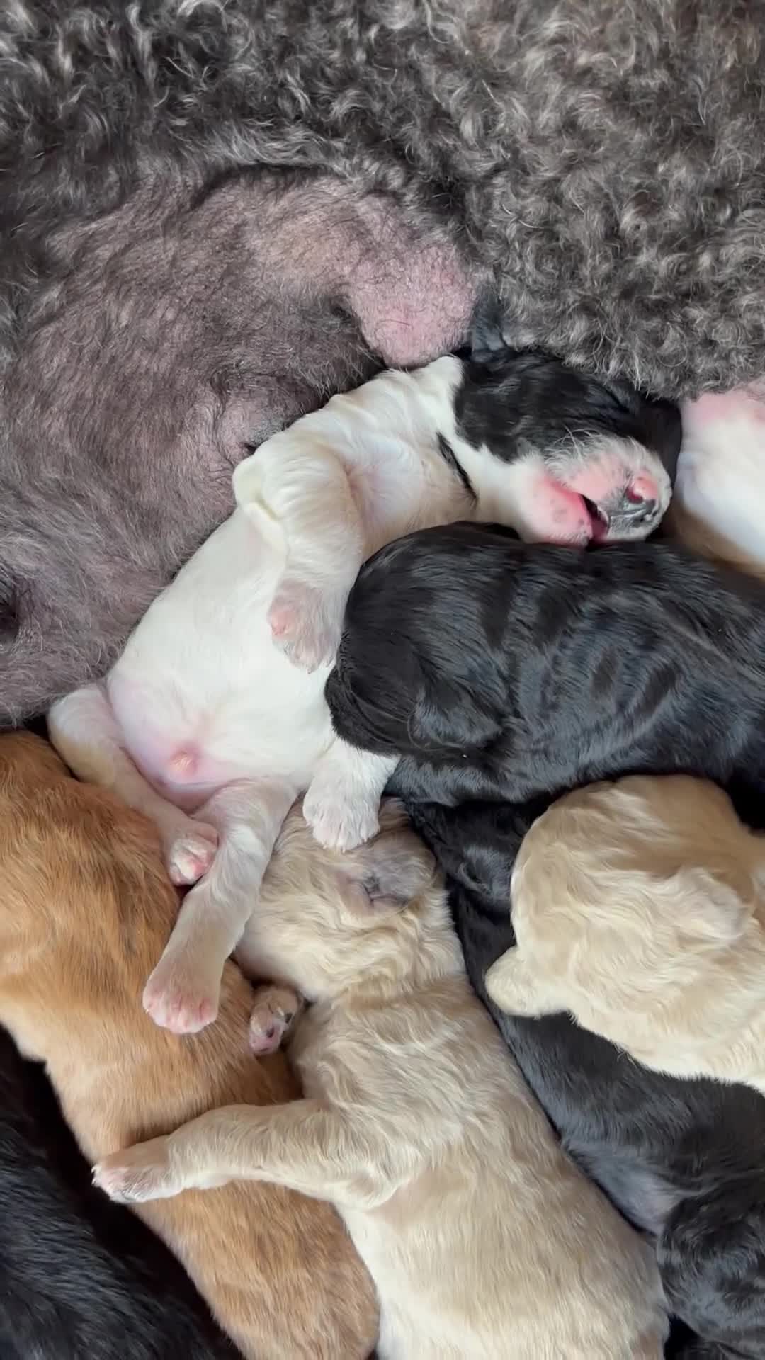Labradoodle honden te koop: Labradoodle / 'Dubbel Doodle' pups geboren! - Video 2