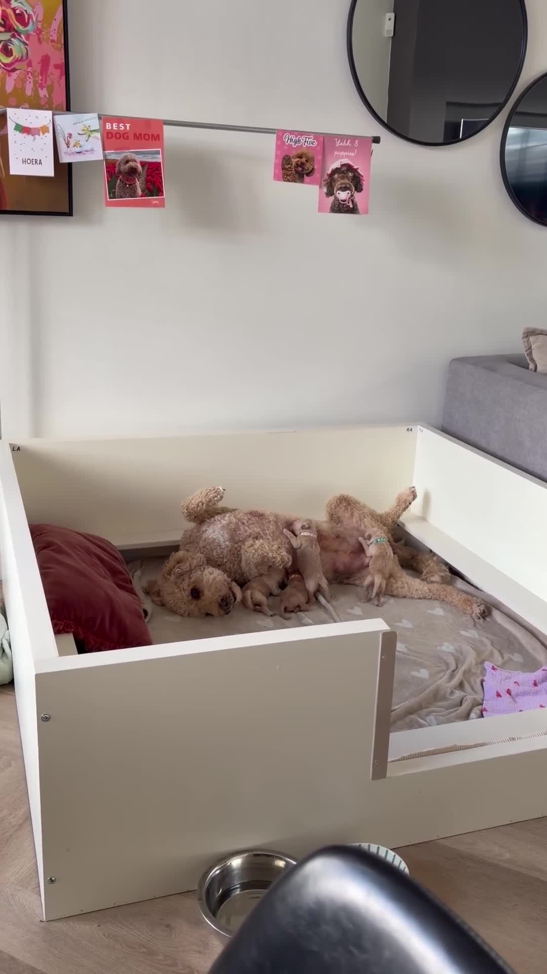 Goldendoodle honden te koop: Knappe Goldendoodles Pups  - Video 3