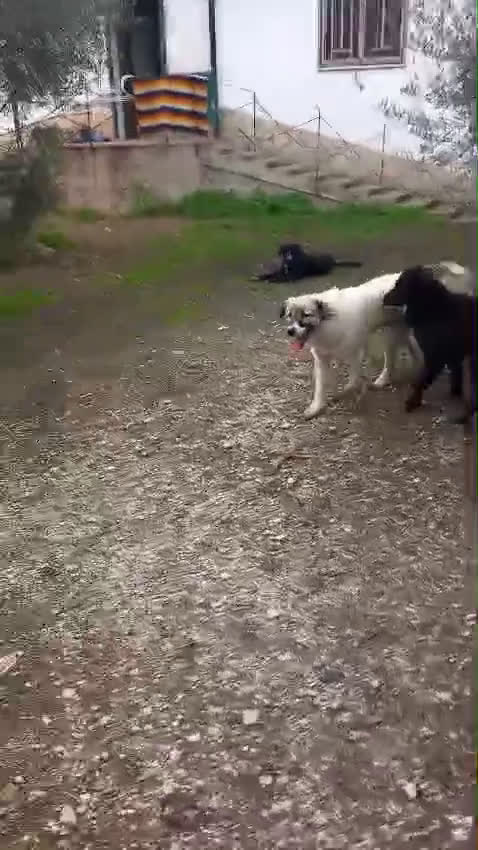 Kruising honden te koop: Franciscus zoekt een.baasje - Video 3