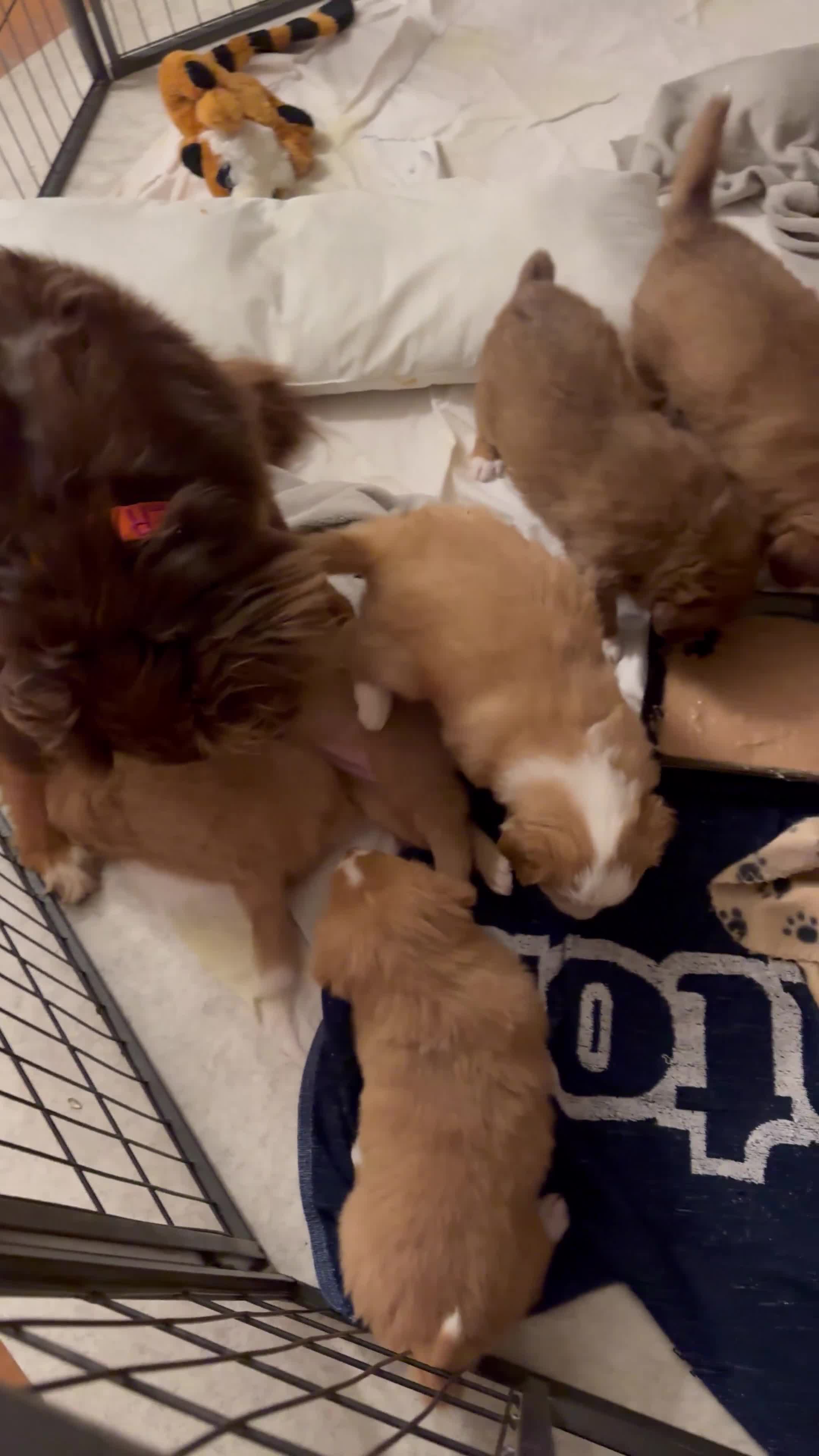 Kruising honden te koop: Toller x Australian Shepherd pups - Video 1