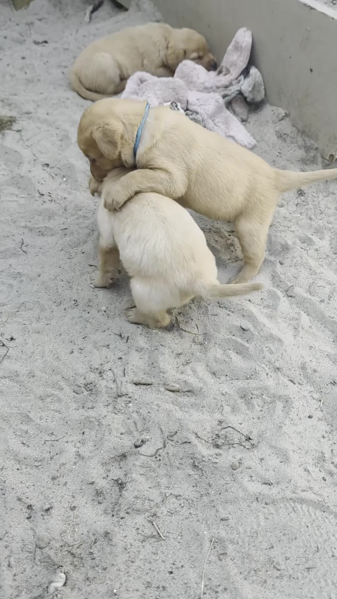 Labrador Retriever honden te koop: Super leuke labrador pups! - Video 1