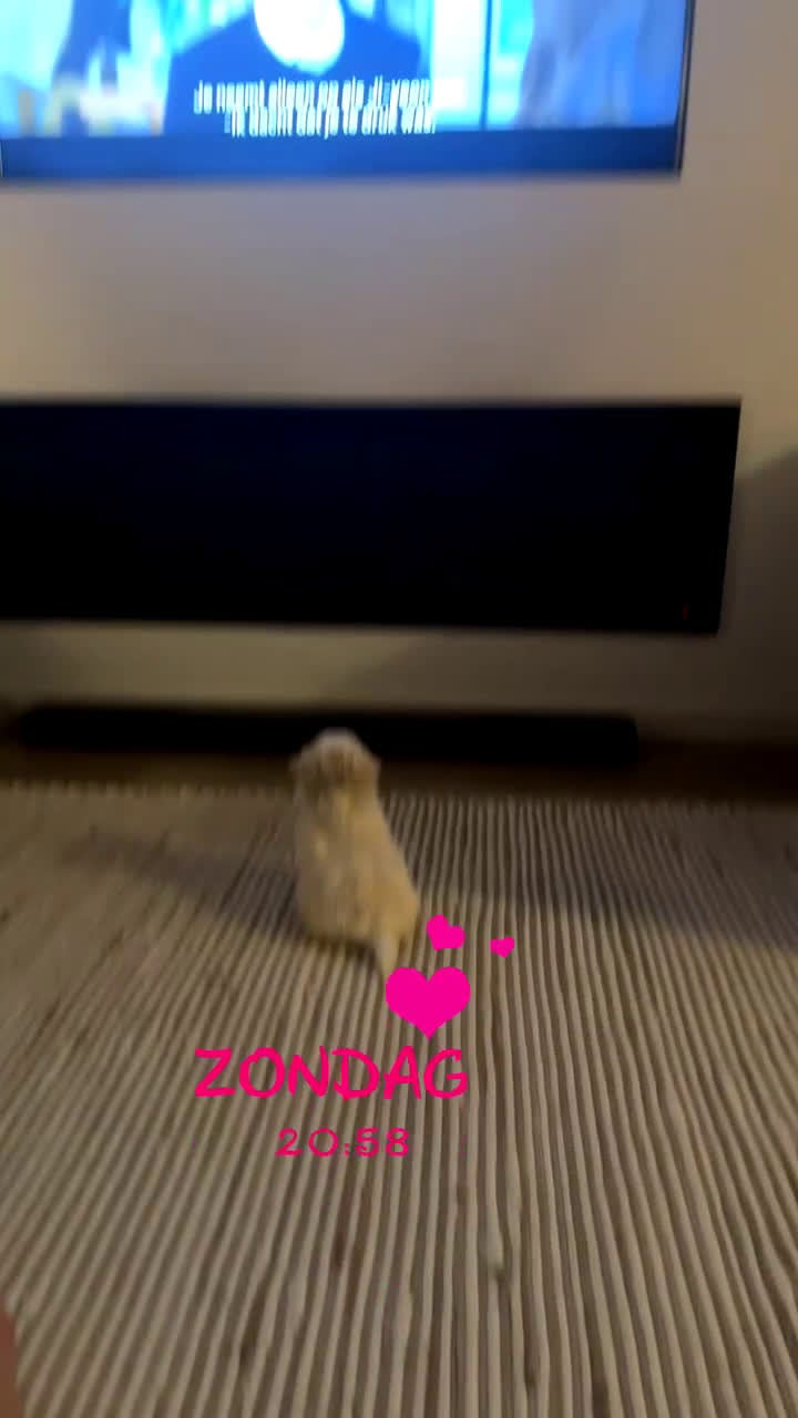 Maltezer honden te koop: Mini malzeter  - Video 5