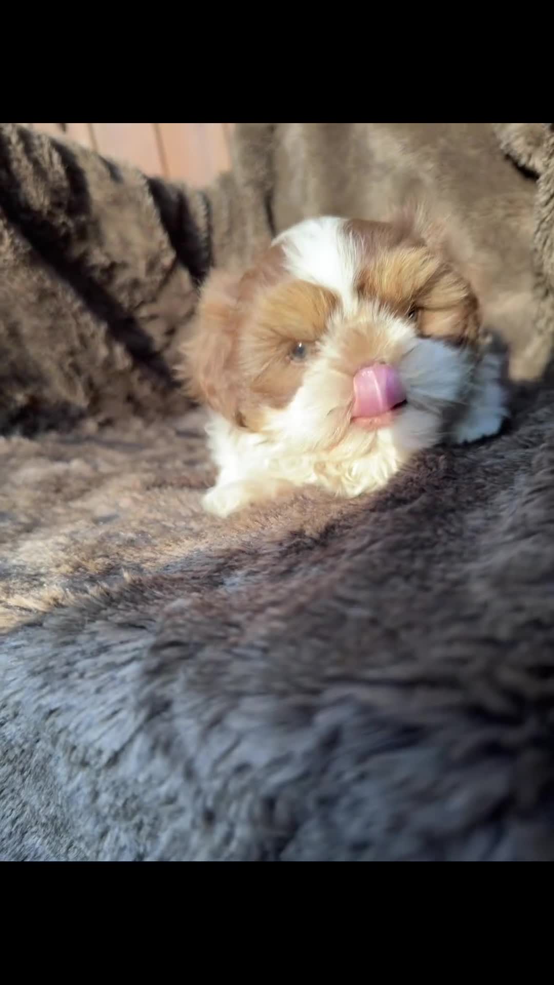 Shih Tzu honden te koop: Maximale grootte van 1,5 kg - Video 1