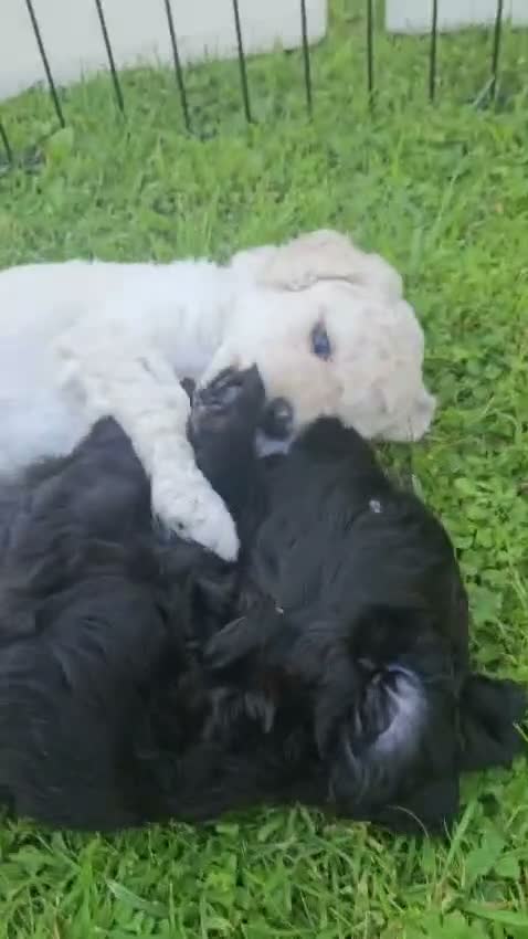 Kruising honden te koop: Nog 1 Doodle-mix reu beschikbaar (regio Nijmegen) - Video 1
