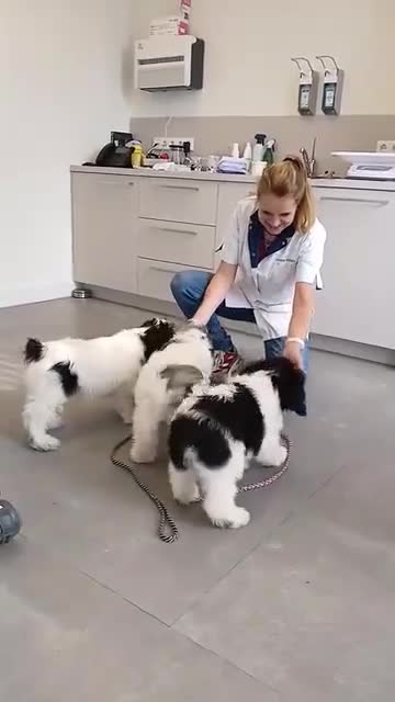 Polski Owczarek Nizinny honden te koop: Gouden mandje zoeken - Video 1