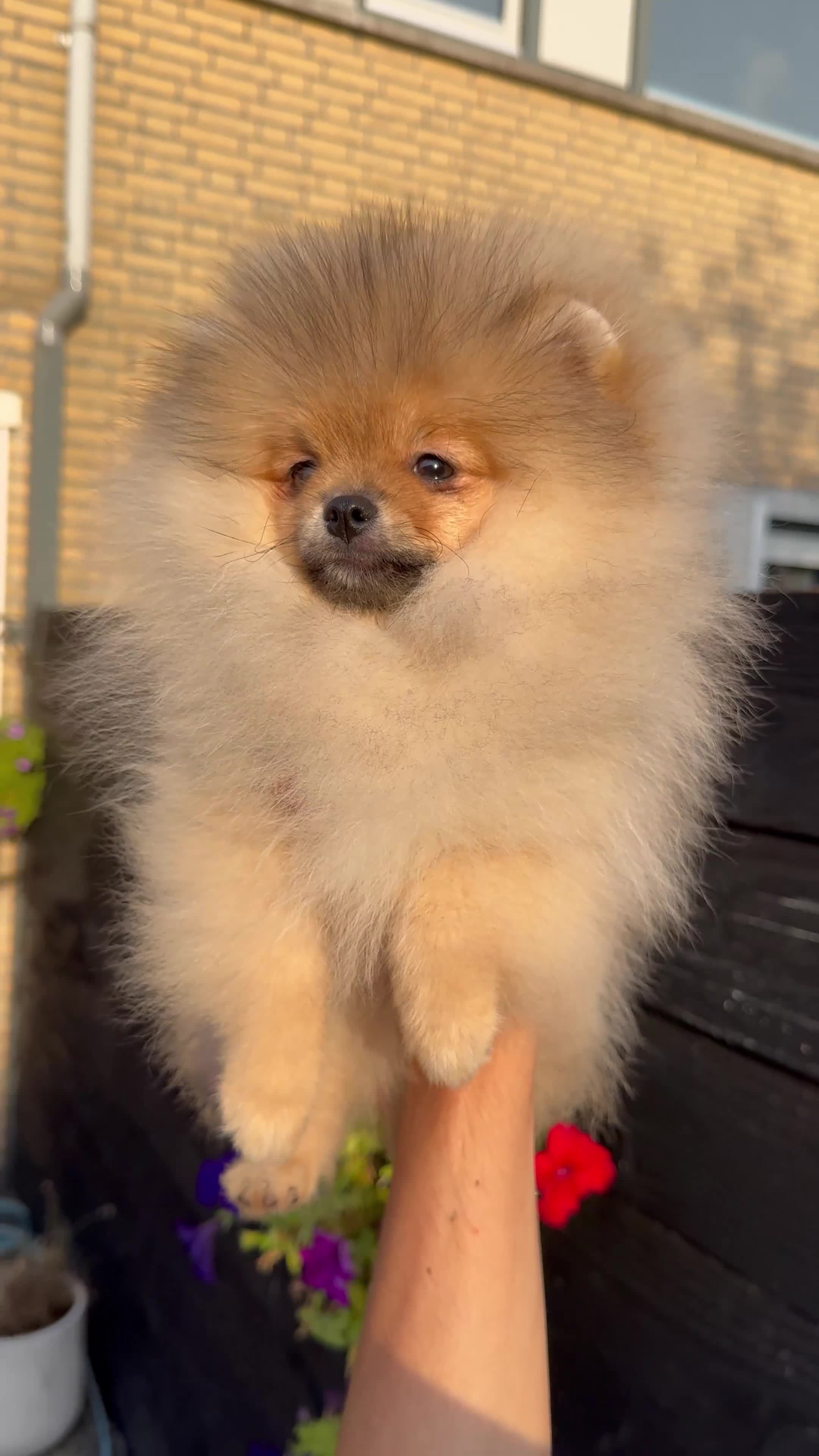 Pomeriaan honden te koop: Exclusieve Bearface Pomeranian Puppy - Teefje - Video 1