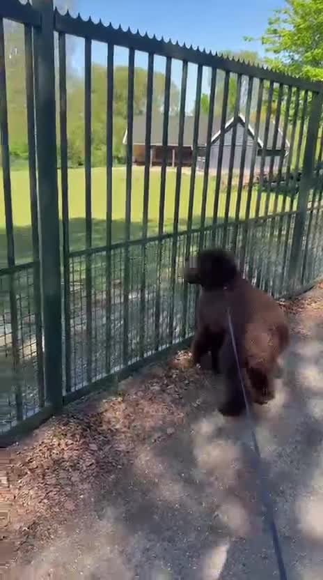 Labradoodle honden te koop: 7 mnd Labradoodle zoekt warm thuis - Video 2