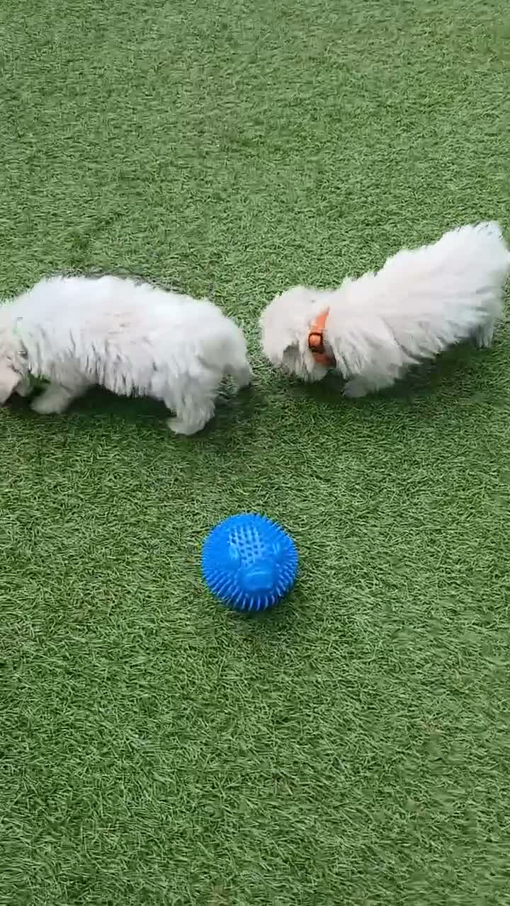 Boomer honden te koop: Prachtige boomer pups uit 1 malig gelegenheid nest - Video 2