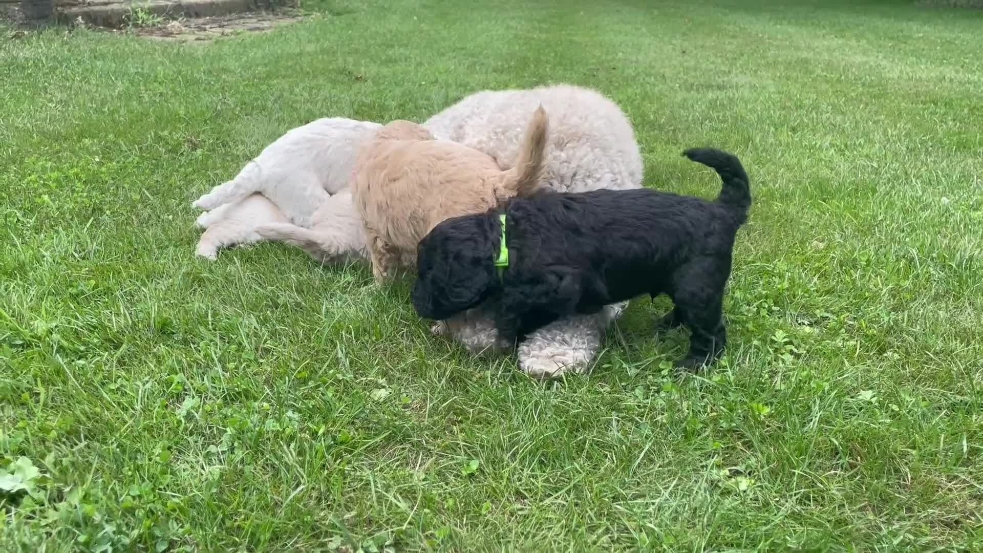 Labradoodle honden te koop: Prachtige medium labradoodle pups te koop in Breda - Video 1
