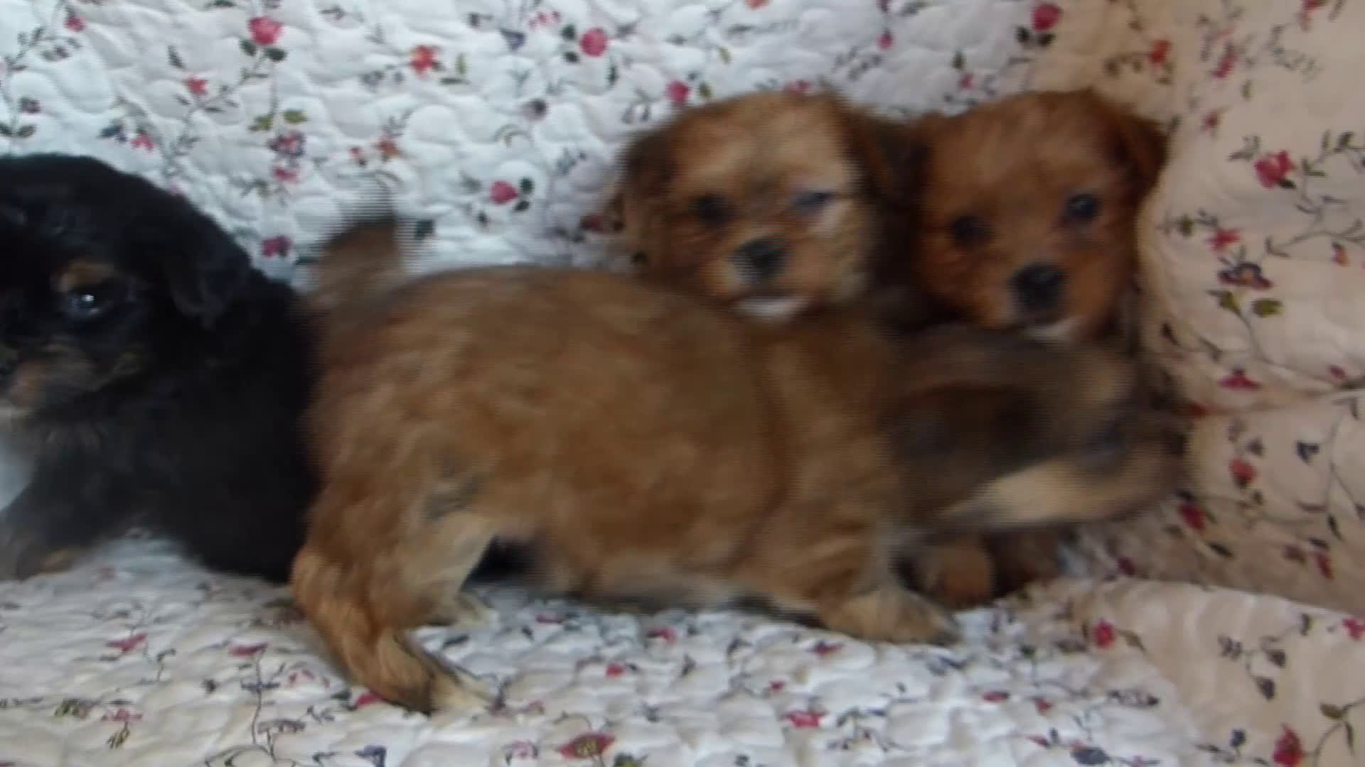 Yorkshire Terriër honden te koop: 5 pups Yorkshire Terrier gezond niet doorgefokt - Video 1