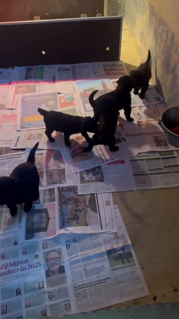 Bouvier des Flandres honden te koop: verwacht pups - Video 2