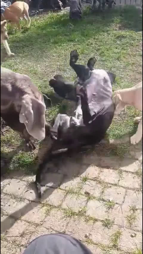 Duitse Dog honden te koop: Duitse dog pups - Video 2