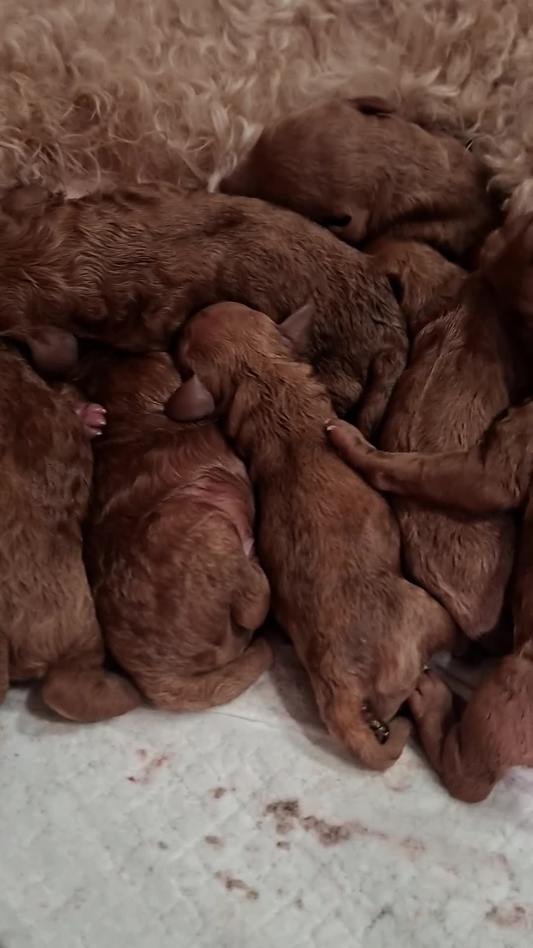 Australian Labradoodle honden te koop: Medium Australian Labradoodles  - Video 1