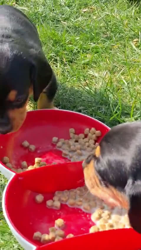 Teckel (korthaar)  honden te koop: Dwerg teckel puppy's - Video 4