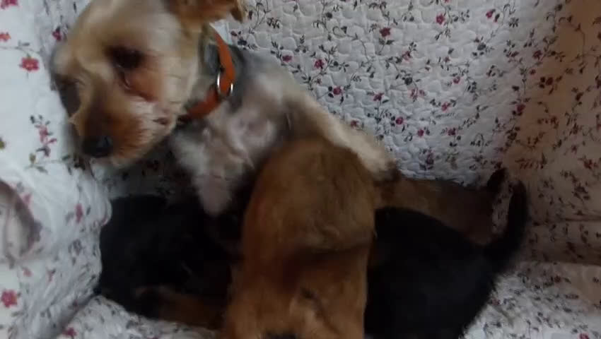 Yorkshire Terriër honden te koop: 5 pups Yorkshire Terrier gezond niet doorgefokt - Video 2