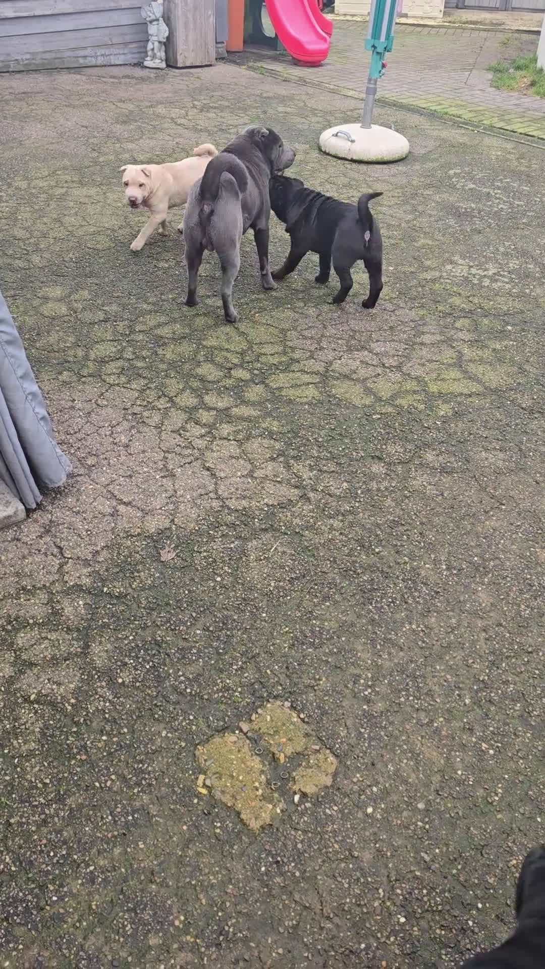 Shar Pei honden te koop:   Nog 2 mooie  sharpei    - Video 1