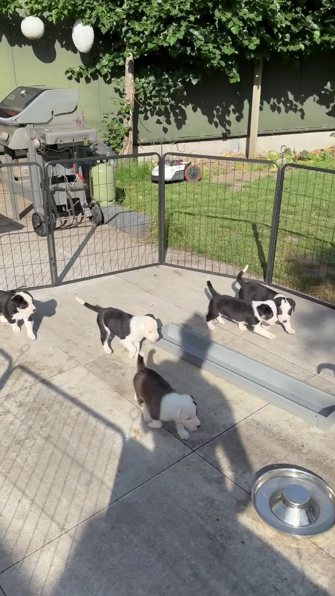 Kruising honden te koop: Kruising Australian Shepherd en “Westpointer” - Video 1
