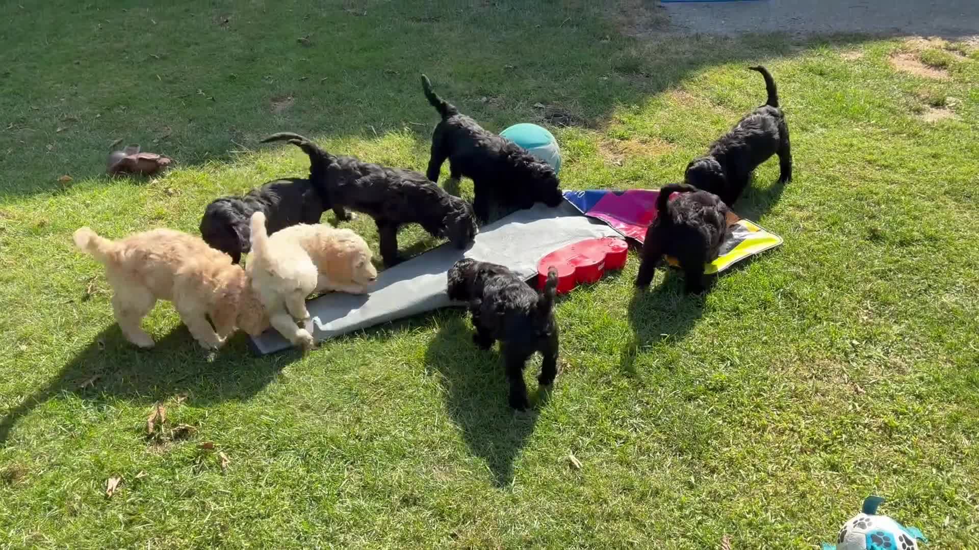 Labradoodle honden te koop: Hele mooie medium Labradoodle pups - Video 1