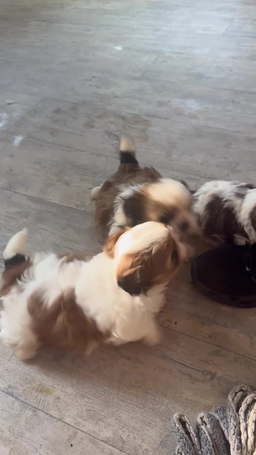 Shih Tzu honden te koop: Shitzu puppy  - Video 1