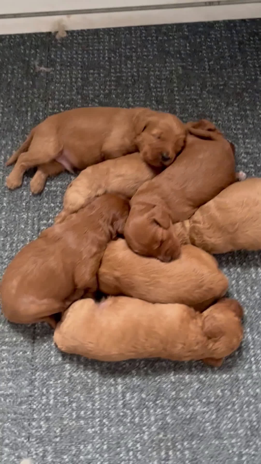 Kruising honden te koop: Mini labradoodle  - Video 2