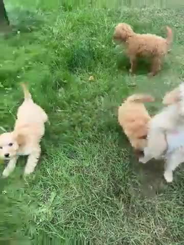 Kruising honden te koop: Mini labradoodle x maltipoo - Video 1