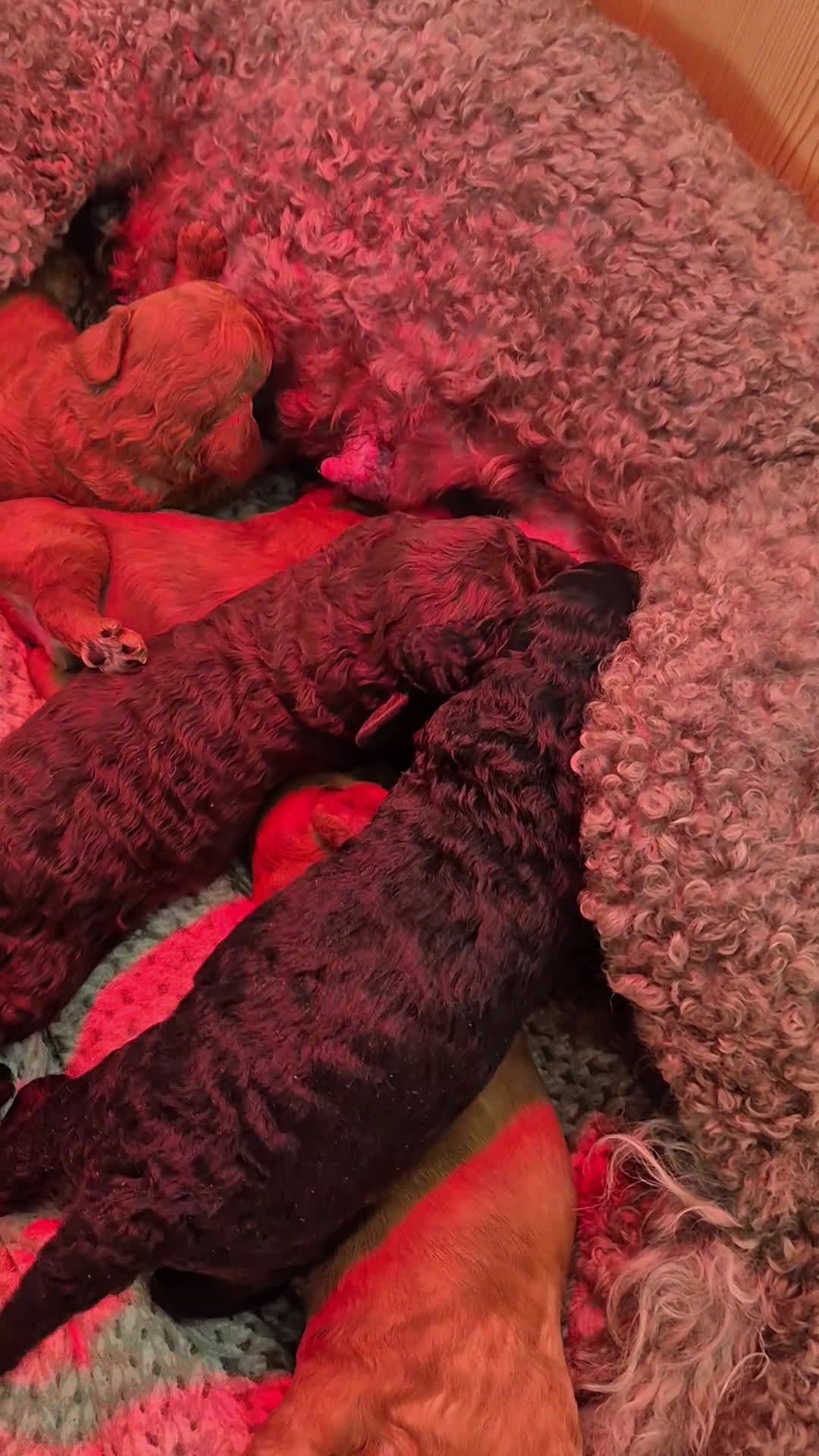 Kruising honden te koop: Labradoodle pups medium multigen (geb. 17 jan 2026 - Video 1