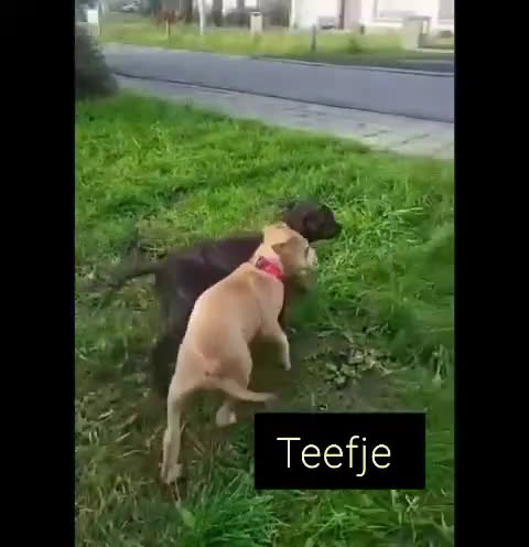 American Staffordshire Terriër honden te koop: Amerikaanse stafford pups  - Video 3