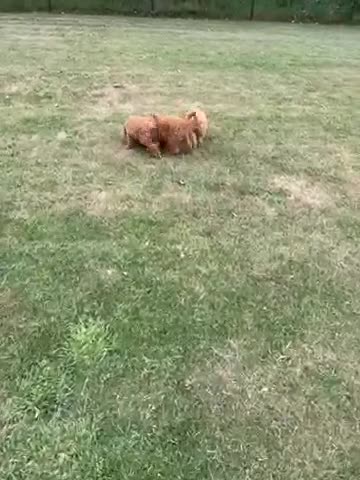 Goldendoodle honden te koop: Mooie Goldendoodle pups - Video 2