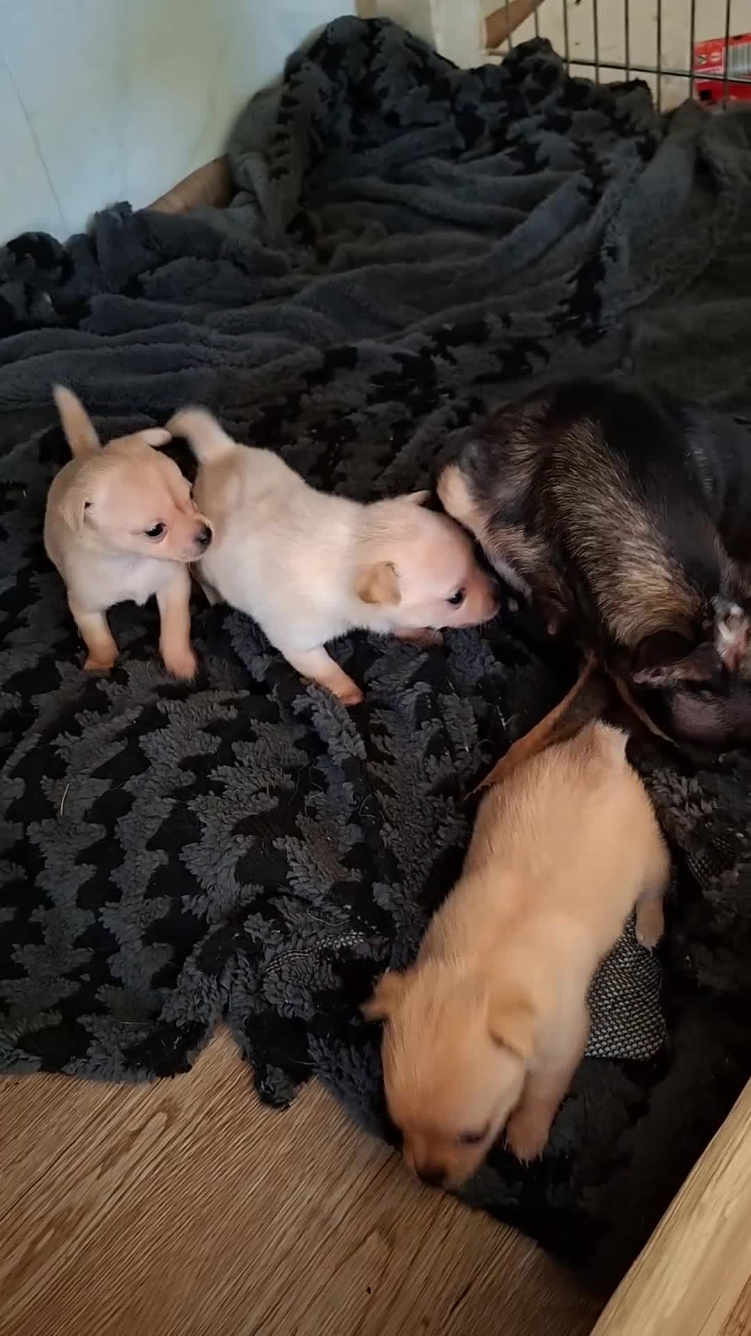 Kruising honden te koop: Te koop  - Video 1