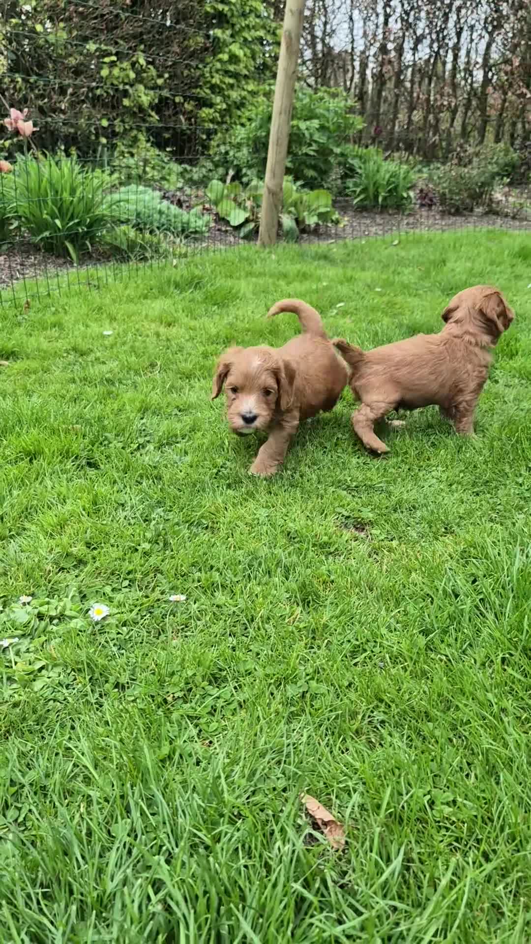 Labradoodle honden te koop: Labradoodle pups (kleine medium) - Video 1