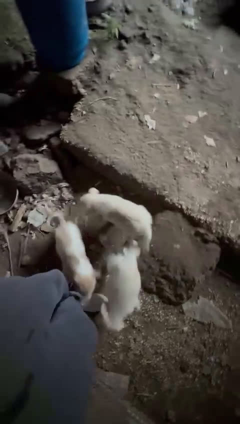 Kruising honden te koop: Deze italiaanse lieverds zoeken baasje - Video 1