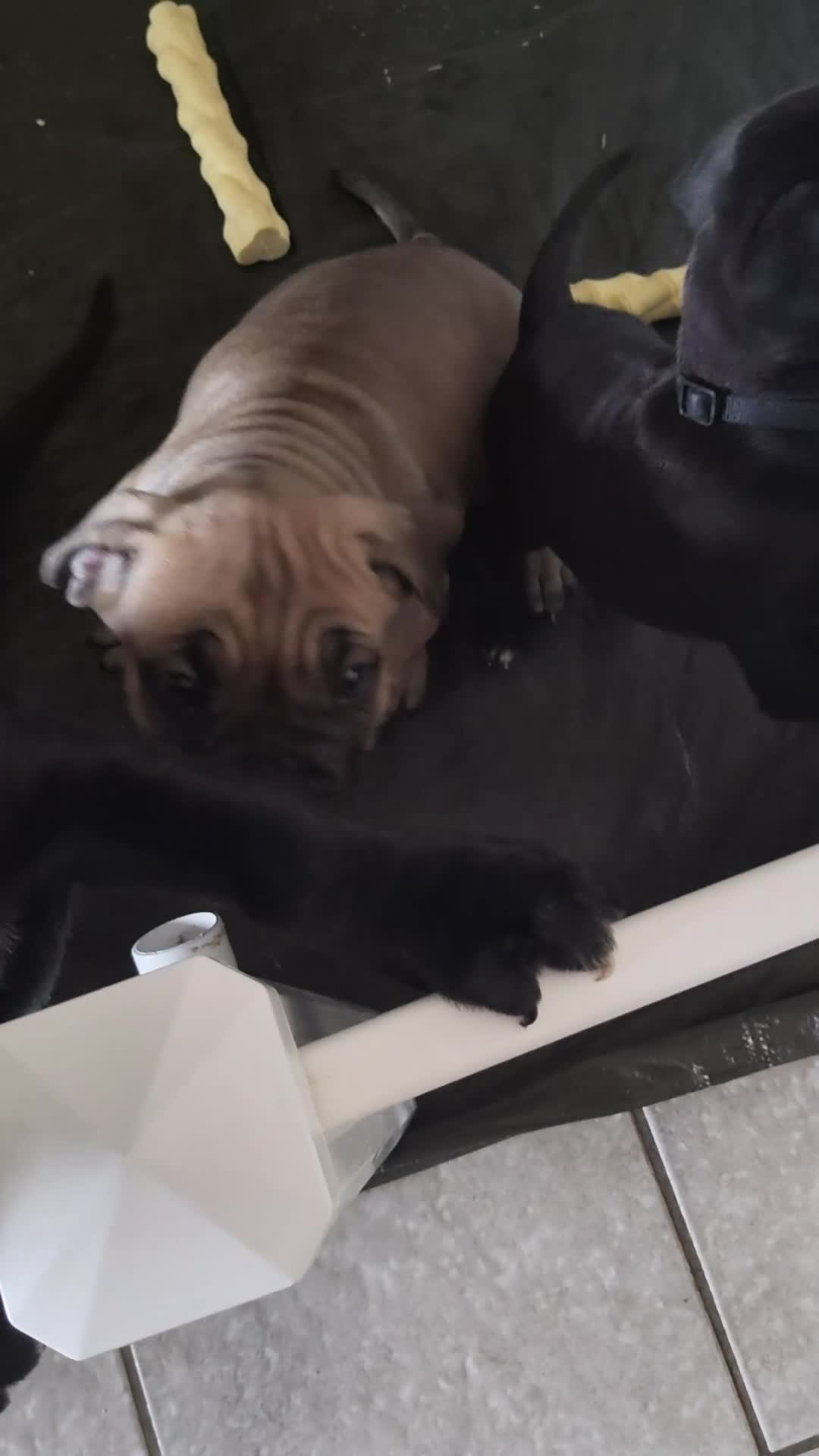Cane Corso honden te koop: Cane Corso pups- nog enkele teefjes beschrikbaar - Video 2