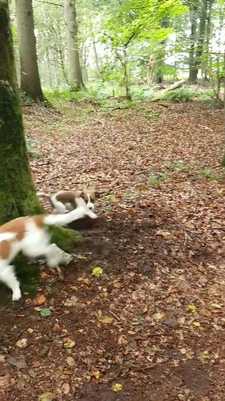 Kooikerhondje honden te koop: kooikerpups verwacht in Udenhout - Video 2
