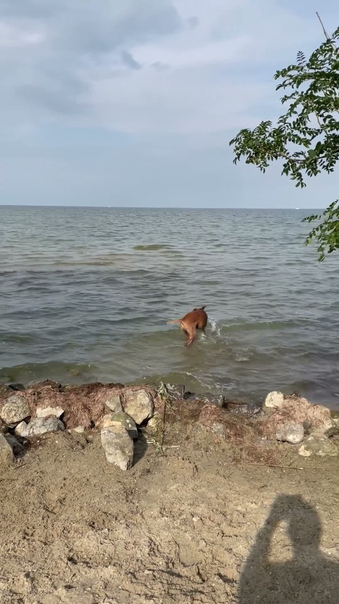 Rhodesian Ridgeback honden te koop: Rhodesian Ridgebacks puppy’s  - Video 1