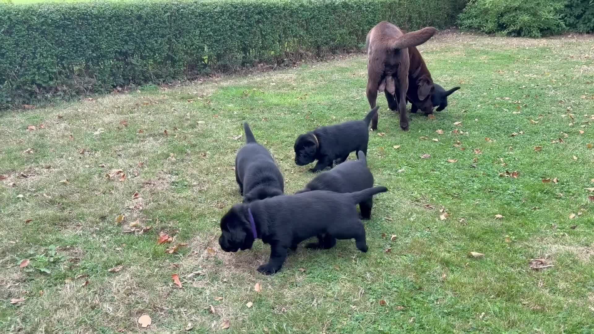 Labrador Retriever honden te koop: Prachtige zwarte labrador pups met stamboom in Bunne - Video 1