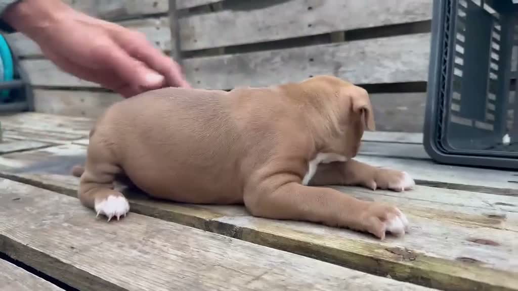 Kruising honden te koop: 5 puppers Red Nose Pitbull/American Bully - Video 2