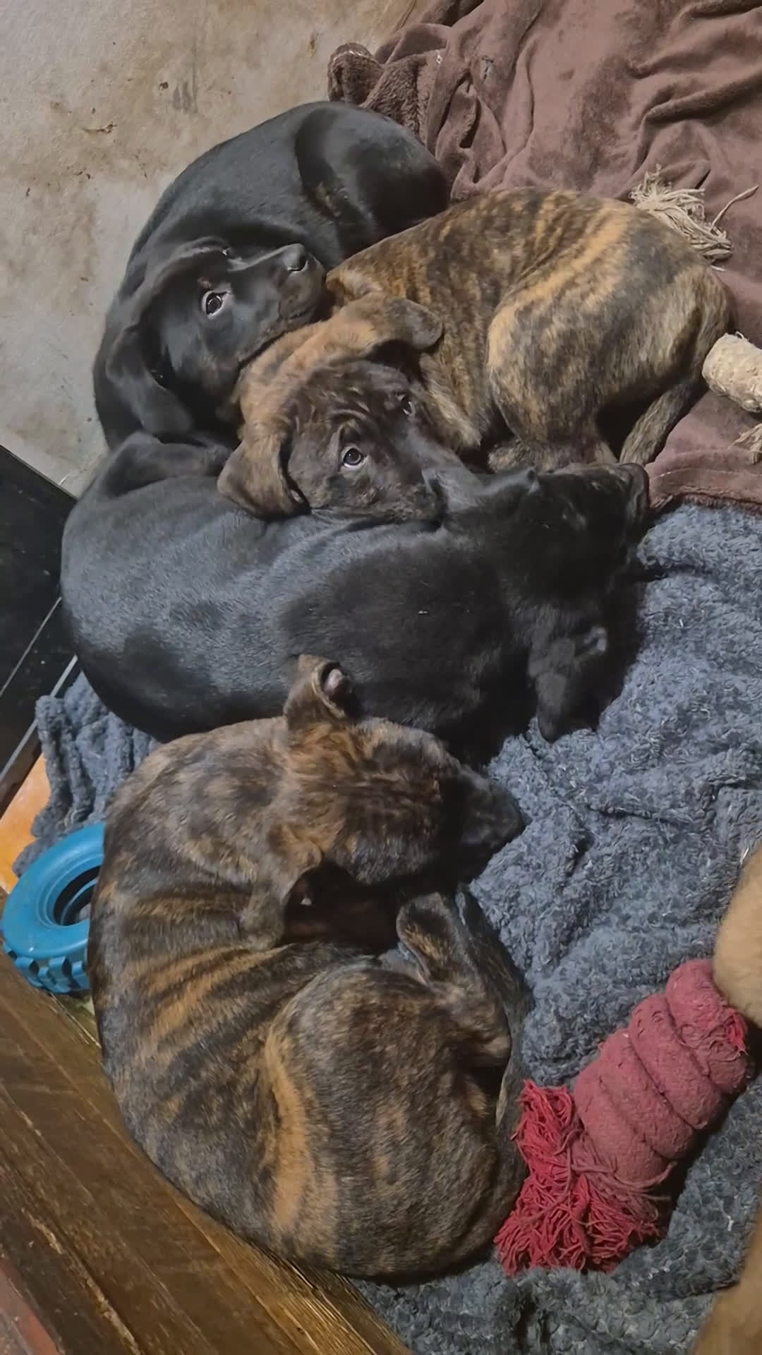 Kruising honden te koop: Fantastische honden - Video 2