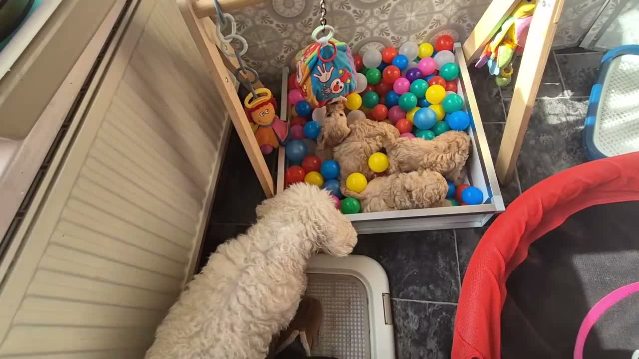 Cockapoo honden te koop: Kleine maat cockapoo pupjes - Video 1