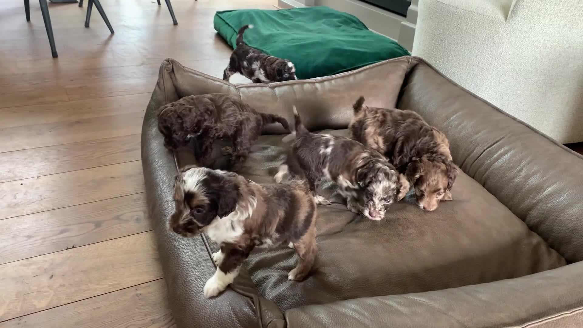 Labradoodle honden te koop: Nog 3 prachtige Labradoodle puppy’s beschikbaar - Video 1