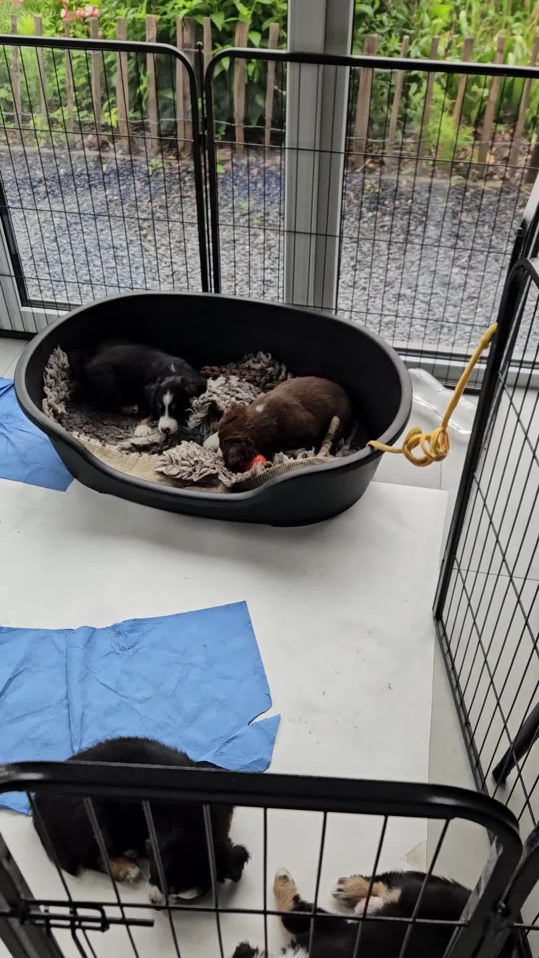 Australian Shepherd honden te koop: Prachtige mini Australian shepherd pups  - Video 1