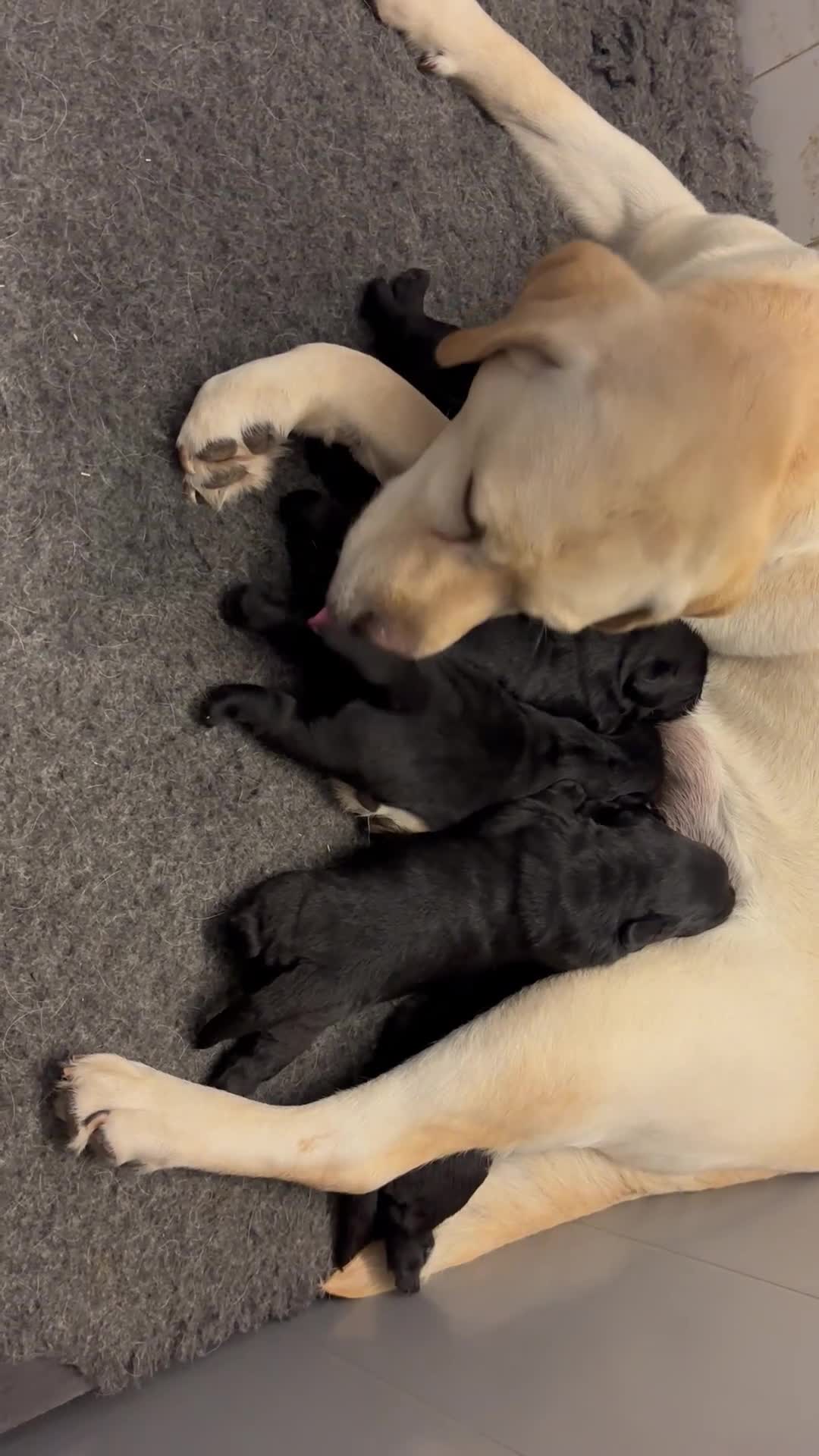Labrador Retriever honden te koop: Zwarte Labrador pups  - Video 1