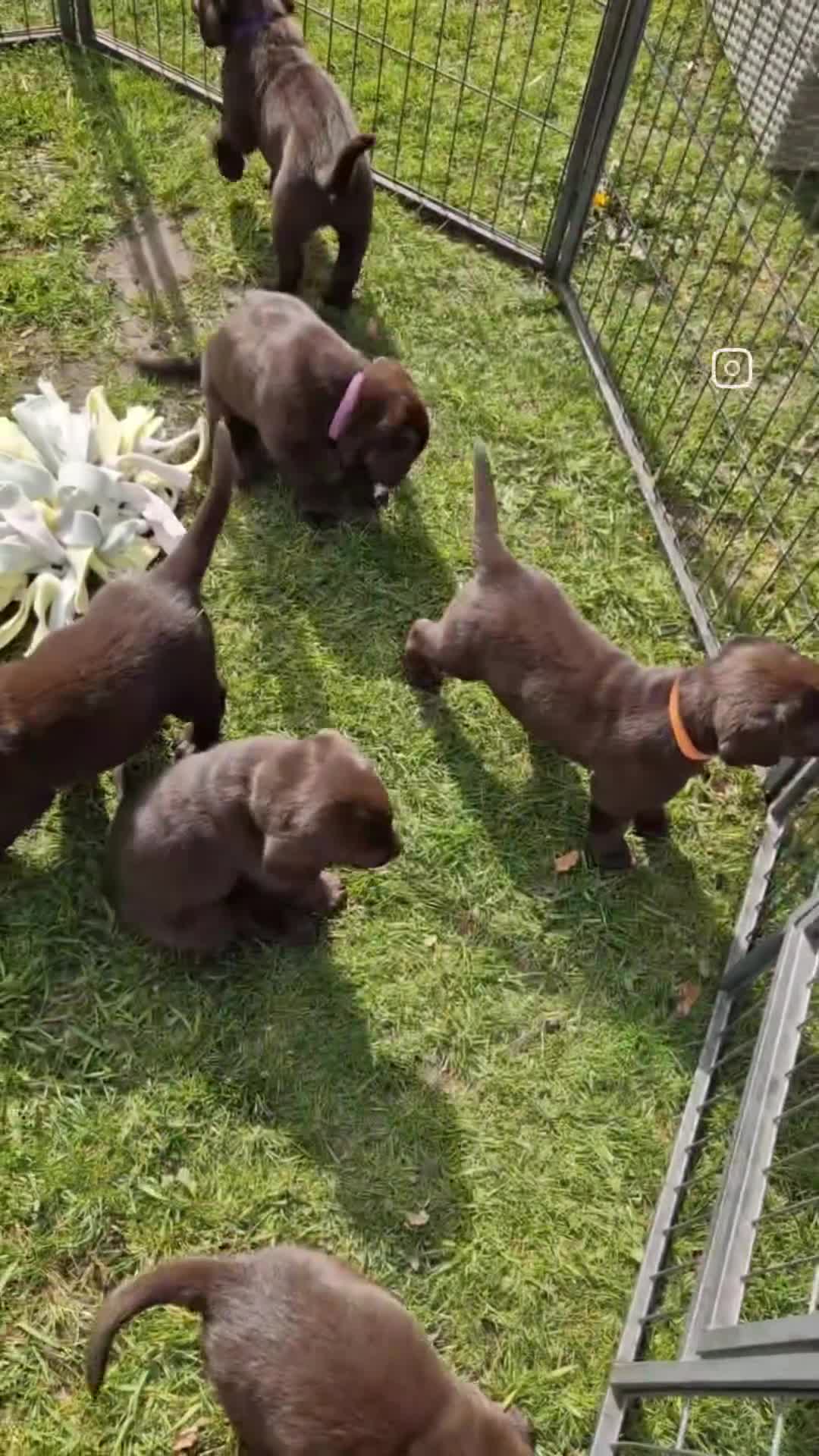 Labrador Retriever honden te koop: Lief Labrador teefje met stamboom  - Video 1